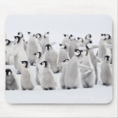Tapis De Souris Animaux de bébés cutest | Empereur Penguin Chicks (Devant)