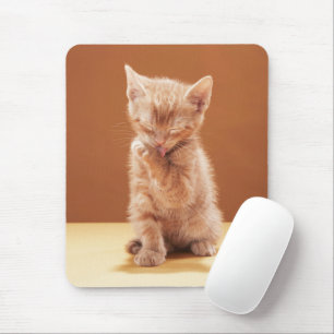Tapis De Souris Animaux de bébés cutest   Orange Tabby Kitten