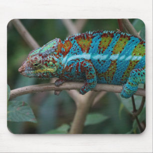 Tapis De Souris Animaux, Nature, Reptiles Photos