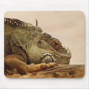 Tapis De Souris Animaux, reptiles, lézards