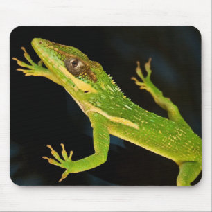 Tapis De Souris Anole vert
