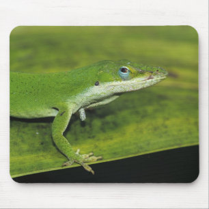 Tapis De Souris Anolis carolinensis, adulte sur palme