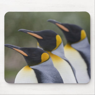 Tapis De Souris Antarctica, île de Géorgie du Sud Royaume-Uni), ro