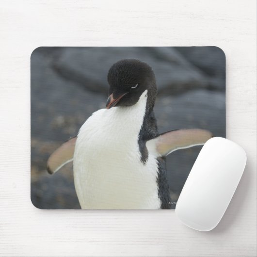 Tapis De Souris Antarctique (Avec souris)