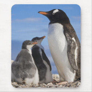 Tapis De Souris Antarctique, Anse Neko (Port). Manchot papou 2