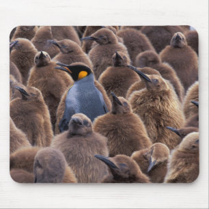 Tapis De Souris Antarctique, île de Géorgie du Sud, manchots royau