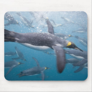 Tapis De Souris Antarctique, île de Géorgie du Sud Royaume-Uni