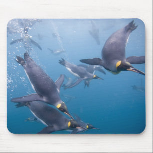 Tapis De Souris Antarctique, île de Géorgie du Sud (Royaume-Uni),