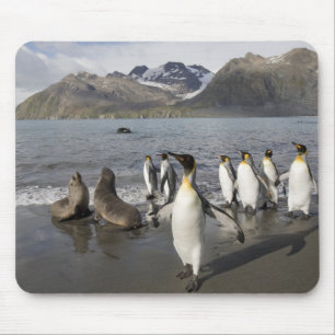 Tapis De Souris Antarctique, île de Géorgie du Sud (Royaume-Uni),