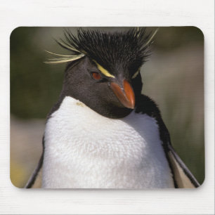 Tapis De Souris Antarctique, îles subantarctiques, Sud 5