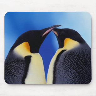 Tapis De Souris Antarctique, Manchots empereurs