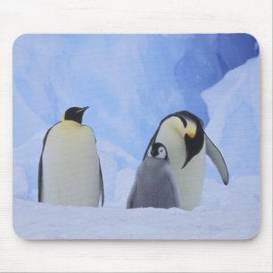 Tapis De Souris Antarctique. Manchots empereurs et poussin