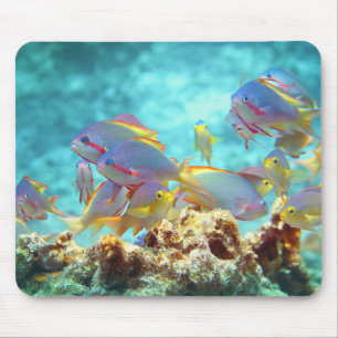 Tapis De Souris Anthias - École colorée de poissons à la barrière 