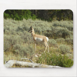 Tapis De Souris Antilocapre dans le parc national de Grand Teton