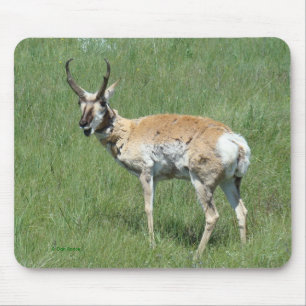 Tapis De Souris Antilope d'Amérique mâle A3