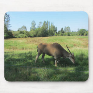Tapis De Souris Antilope pâturant