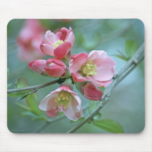 Tapis De Souris Apple Blossom #P0356 Mousepad (Devant)