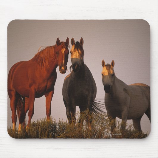 Tapis De Souris Arabes au coucher du soleil (Devant)