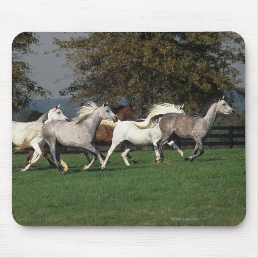 Tapis De Souris Arabes courant dans le domaine (Devant)