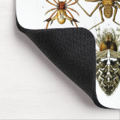 Tapis De Souris Arachnida (Araignées), Ernst Haeckel Art (Coin)
