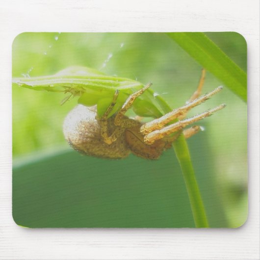 Tapis De Souris Araignée de crabe Thomisid Mousepad (Devant)