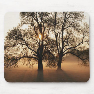 Tapis De Souris Arbre