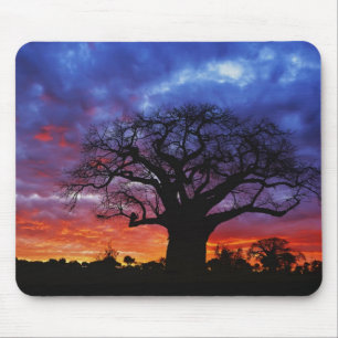 Tapis De Souris arbre baobab africain, Adansonia digitata, 2