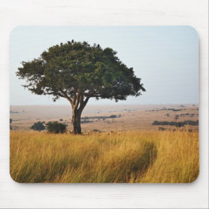 Tapis De Souris Arbre d'acacia isolé dans les plaines herbeuses, M