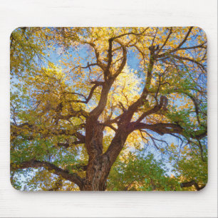 Tapis De Souris Arbre de Cottonwood Parc national de Capitol Ree