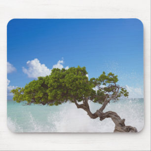 Tapis De Souris Arbre Divi Divi, Plage Eagle, Aruba, Caraïbes