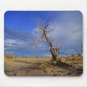 Tapis De Souris Arbre épineux de chameau mort (Acacia Erioloba)