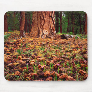 Tapis De Souris Arbre Ponderosa ancien avec des cônes de pin