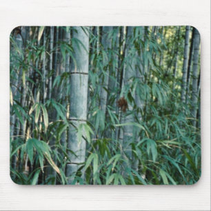 Tapis De Souris Arbres en bambou, Kumamoto, Japon