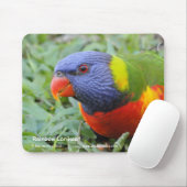 Tapis De Souris Arc-en-ciel Lorikeet (Avec souris)