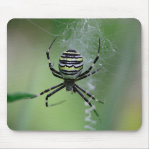 Tapis De Souris Argiope bruennichi