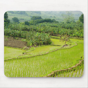 Tapis De Souris Asie, Chine, province du Yunnan, Honghe. Banane