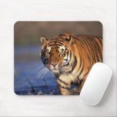 Tapis De Souris ASIE, Inde, Bengale Tiger Panthera tigris) (Avec souris)
