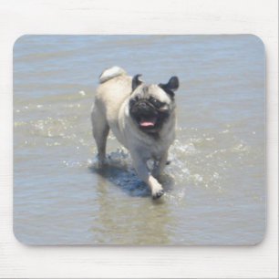 Tapis De Souris Assieds-toi au Carlin à Dog Beach, San Diego, CA