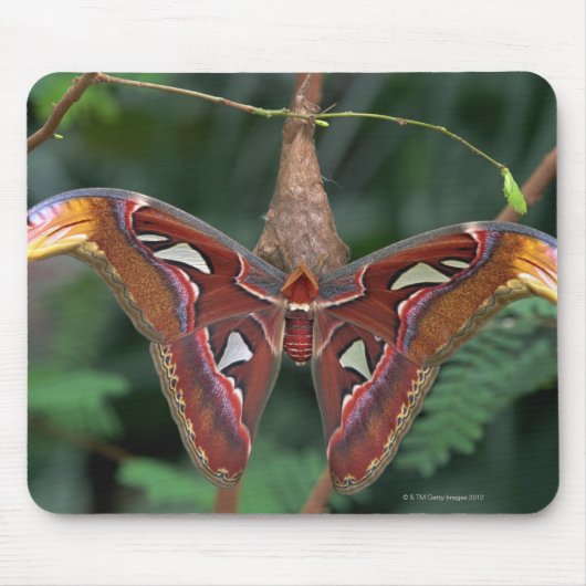 Tapis De Souris Atlas Moth (Devant)