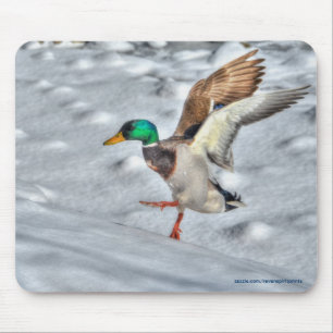 Tapis De Souris Atterrissage de Mallard Duck Drake Photo de la fau