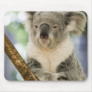 Tapis De Souris Australie, Queensland, Brisbane, Fig Tree