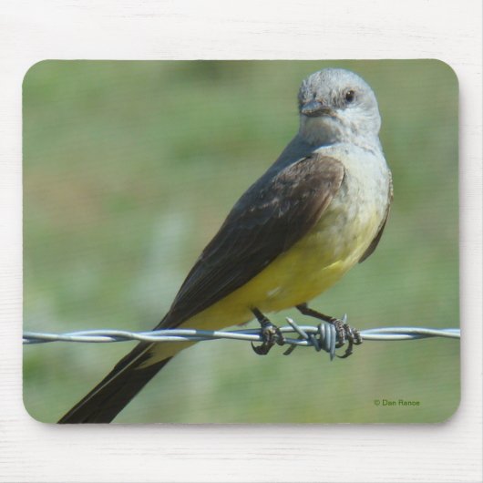 Tapis De Souris B32 Tyran à bec épais (Devant)