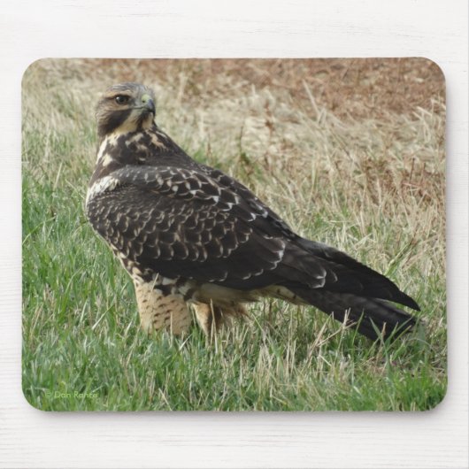 Tapis De Souris B52 Swainson's Hawk (Devant)