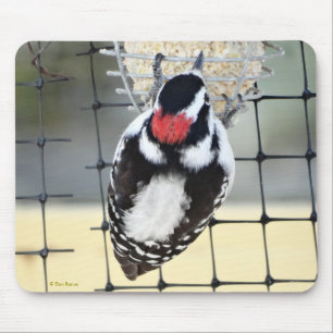 Tapis De Souris B53 Downy Woodpecker