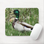 Tapis De Souris B55 Duck de Mallard Drake Greenhead dans l'herbe (Avec souris)