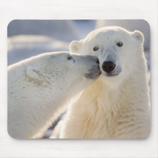 Tapis De Souris Baiser d'ours polaire (Devant)