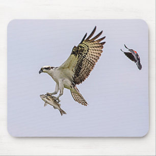 Tapis De Souris Balbuzard chassé par un merle à ailes rouges