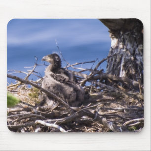 Tapis De Souris Bald Eagle Chick - Souris Pad