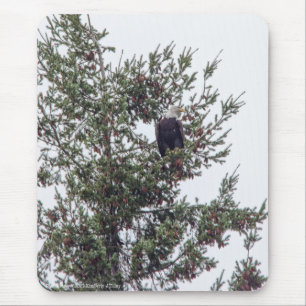 Tapis De Souris Bald Eagle P2825