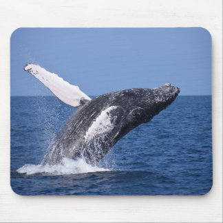 Tapis De Souris Baleine